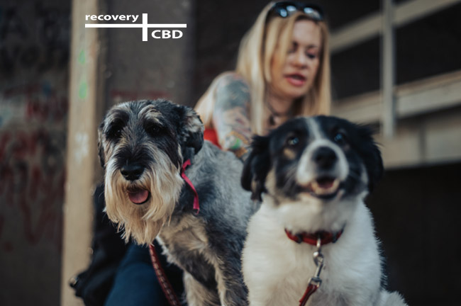 CBD Oil for Dogs in Ireland